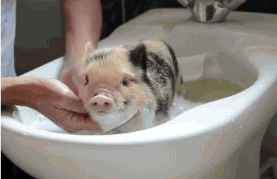Just gaze at this clean piglet and let it calm you